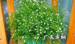满天星的播种方式 满天星的播种养殖方法