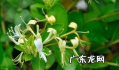 金银花地栽怎么养 金银花地栽的养殖方法