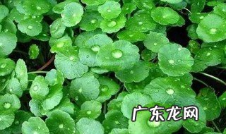 铜钱草冬季的养殖方法和注意事项
