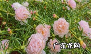 太阳花种子养殖方法和注意事项视频 太阳花种子养殖方法和注意事项