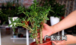 玉树的养殖方法和注意事项冬天 玉树冬天怎么养,教你六个方法安然过冬