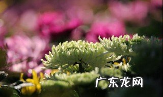 表达菊花开放的语句有哪些呢 表达菊花开放的语句有哪些