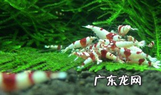 捕小河虾用什么 捕小河虾用什么饵料