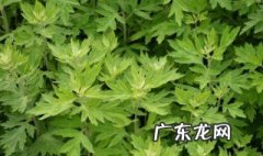 艾脐贴为什么晚上用 艾脐贴为什么晚上用好呢?