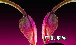 寓意平安吉祥的花 代表平安吉祥的花有哪些