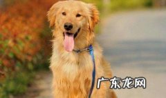 火车站怎么托运宠物狗 火车站怎么托运宠物