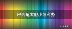 巴西龟害怕怎么办 巴西龟太胆小怎么办