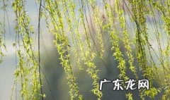 赞叹春天的绿柳的句子有哪些 赞叹春天的绿柳的句子有哪些三年级