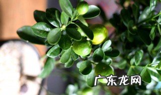 金桔树的养殖方法和注意事项 盆栽小金桔树的养殖方法和注意事项