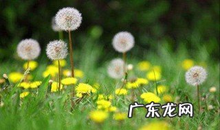 蒲公英吃了对身体好吗 蒲公英吃了对人体有什么作用