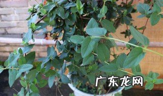 金银花养殖方法和注意事项 阳台金银花养殖方法和注意事项