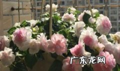 重瓣凤仙花的养殖方法 重瓣凤仙花的养殖方法和技术