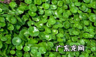 铜钱草的养殖方法和注意事项大全