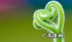 光合作用有哪些组织 光合作用的组成