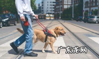 导盲犬可不可以上公交车呢 导盲犬可不可以上公交车
