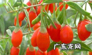 枸杞大蒜红糖有什么作用呢 枸杞大蒜红糖有什么作用