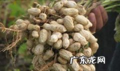 种花生对土地有什么作用和好处 种花生对土地有什么作用
