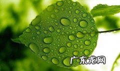 植物中叶绿体的作用是什么 植物中叶绿体的作用是什么呢