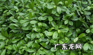 冬青什么功效与作用 冬青的功效冬青用法
