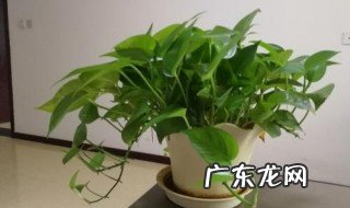 客厅最旺宅的大型植物 室内养绿萝好吗