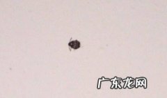 房间虫子太多怎么办 房间虫子多怎么办有何妙招