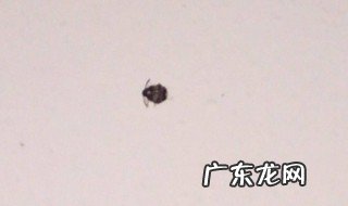 房间虫子太多怎么办 房间虫子多怎么办有何妙招