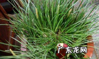 金线菖蒲怎么养护和管理 金线菖蒲怎么养