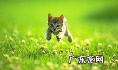 猫咪怎么会得猫虱 猫咪怎么会得猫虱子