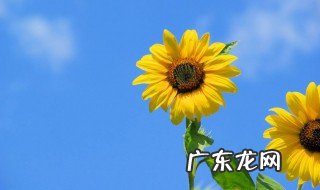 向日葵是什么时候面向太阳的 向日葵是什么时候面向太阳的植物