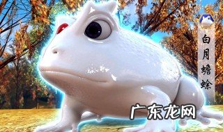 家里怎样养蛤蟆