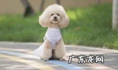 比熊体温怎么测 比熊怎样量体温