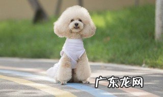 比熊体温怎么测 比熊怎样量体温