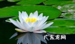 荷花怎样醒花 怎么使荷花开花