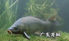 鲫鱼秋天怎么钓 鲫鱼秋天怎样钓