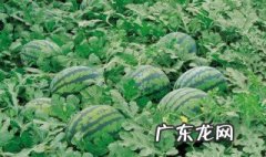 西瓜该怎样种 西瓜该怎样种植方法