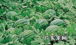 西瓜该怎样种 西瓜该怎样种植方法