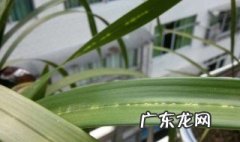 介壳虫最佳防治时间 介壳虫防治措施
