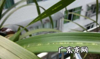 介壳虫最佳防治时间 介壳虫防治措施