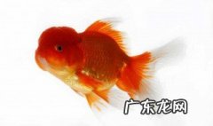 鱼食喂多了到底怎么办 鱼食喂得多会怎样