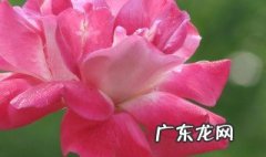 洋槐能嫁接月季吗 洋槐树能嫁接月季花吗