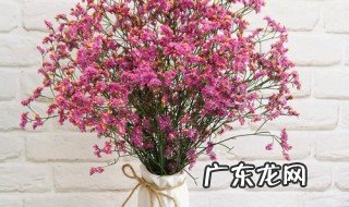 满天星水培的养殖方法和注意事项 满天星怎样水培