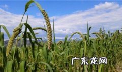 中国是什么时间开始使用农药化肥的 中国是什么时间开始使用农药化肥的呢