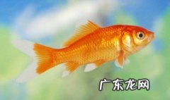 鱼盐怎样使用 鱼盐的使用方法和用量视频