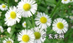 小雏菊怎样种 小雏菊怎样种植