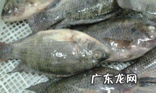 花姑娘鱼怎样繁殖后代 鱼怎样繁殖后代