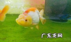 怎样养金鱼的基础知识 怎样舍养金鱼