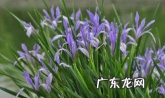 如何种马蔺花 怎样种马蔺花