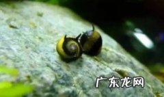 观赏螺怎样过水 观赏螺到家过水