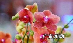 蝴蝶兰换盆后多久施肥 蝴蝶兰换盆后多久施肥最好