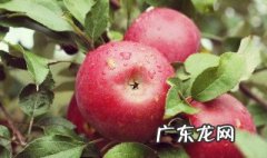 苹果树的外形特征 苹果树的外形特征描述